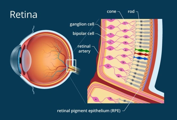 retina